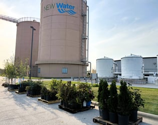 Planting trees in front of NEW Water digestors