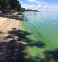 Algae in water - square