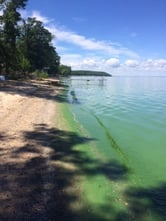 Algae in water