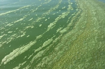 Algae on the waterways