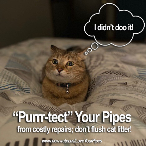 Luna - National Cat Day