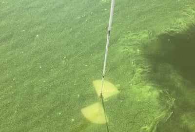 Sept13-scum-crop-1