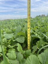 Multi-species fall cover crop.