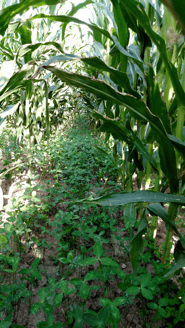 Interseeded cover crop in corn. 