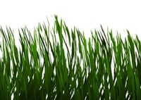 grass