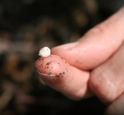 image of microplastics