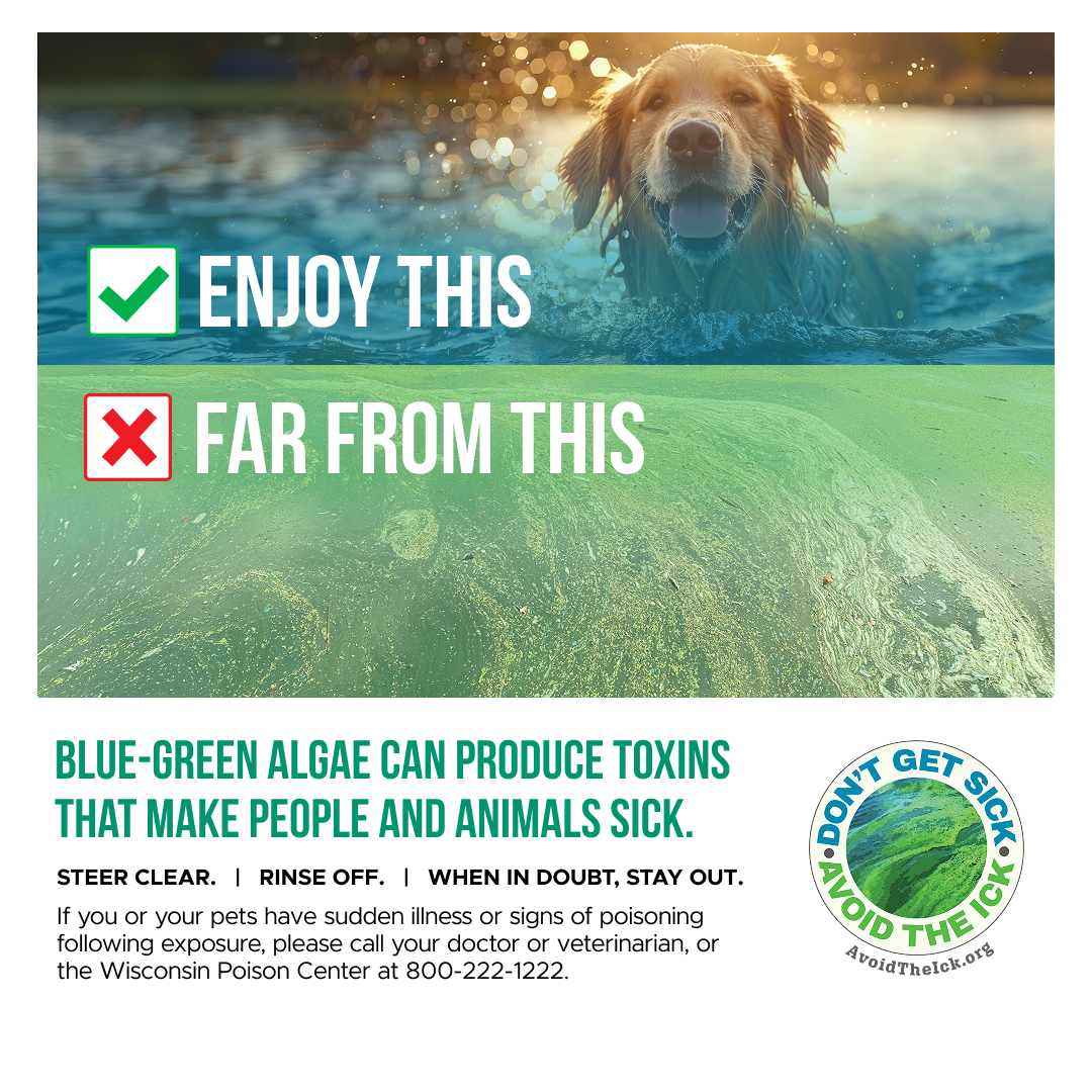Blue-green algae can produce toxins that make people and animals sick.