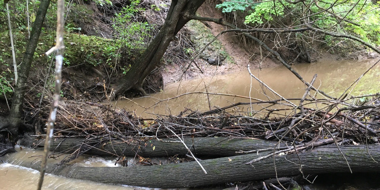 Grant for Riparian Habitat Improvements in ACDC Watersheds