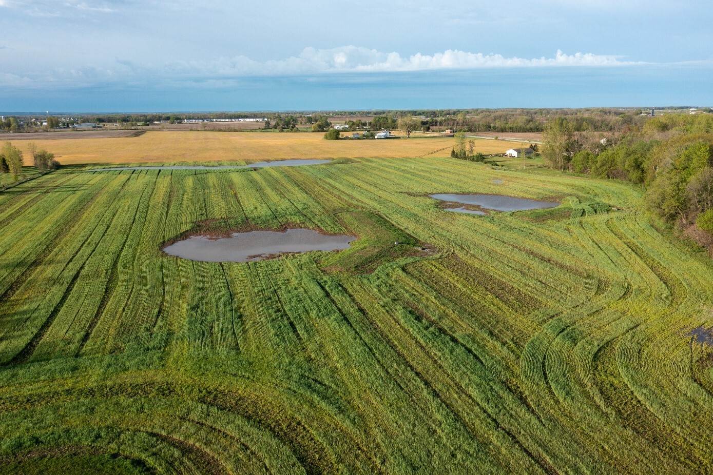Wetland complex with three scrapes. 
