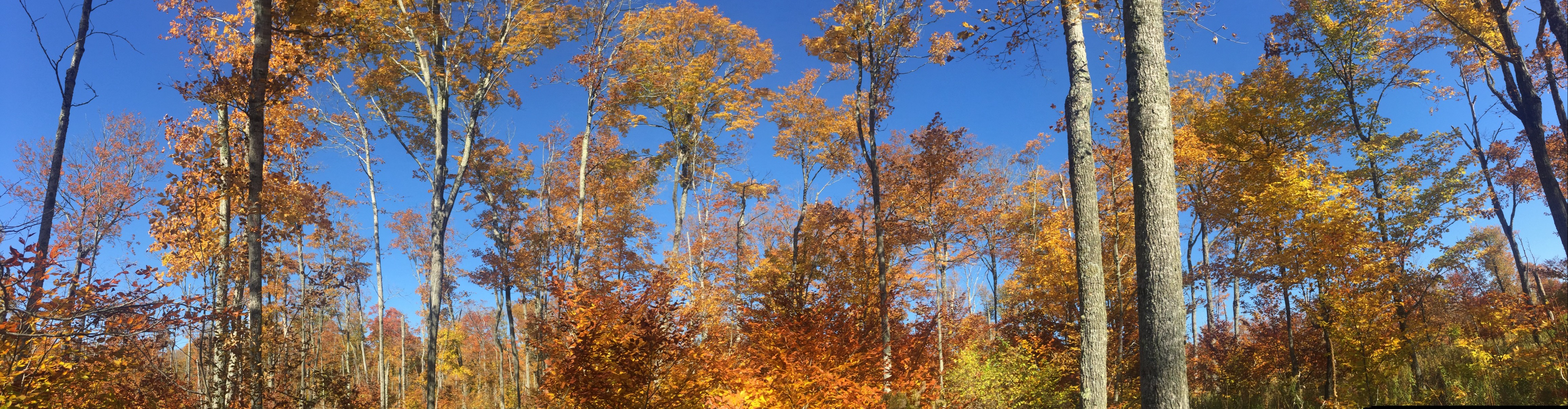 Fall Trees out in the Watershed